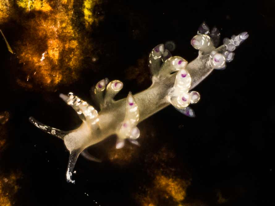 Facelinid sp. 3